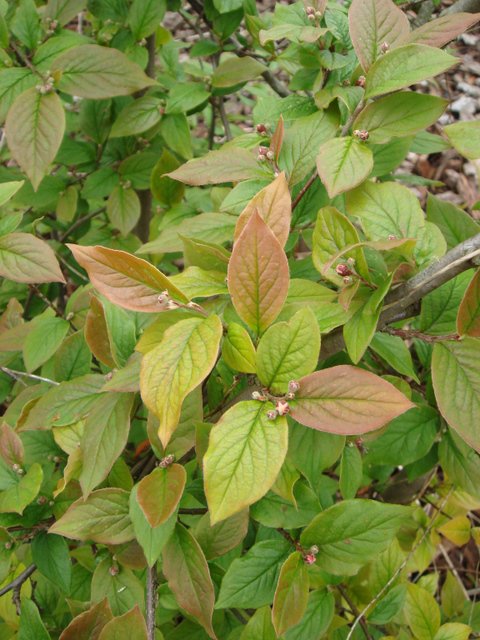 Cotoneaster ichangensis P15